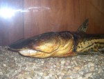 Highlight for Album: Museu das Ci�ncias Naturais