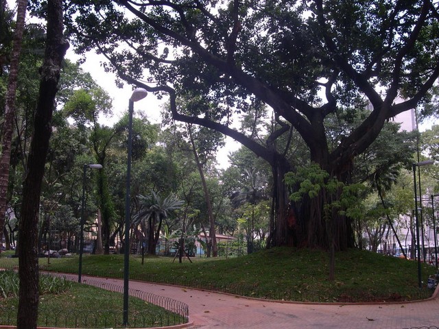 Urwald am Platz der Republik